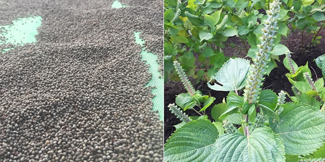 植物の優しさとエネルギー